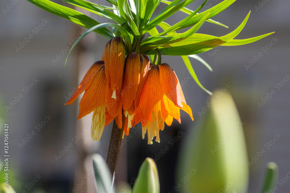 Fritillaria imperialis crown imperial flower in bloom, beautiful tall orange red flowering springtima bulbous plant