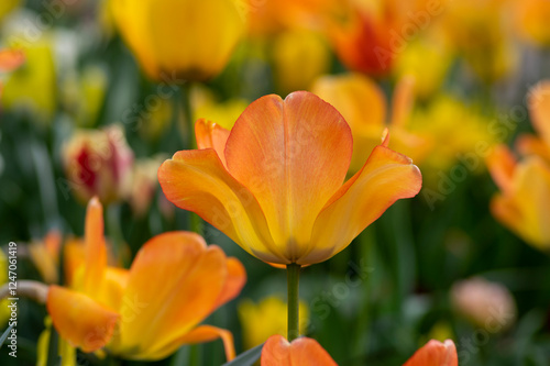 Obraz na płótnie Amazing garden field with tulips of various bright rainbow color petals, beautiful bouquet of colors in sunlight daylight w salonie