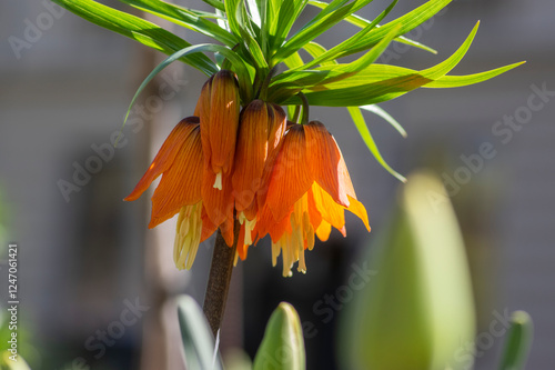 Obraz na płótnie Fritillaria imperialis crown imperial flower in bloom, beautiful tall orange red flowering springtima bulbous plant w salonie