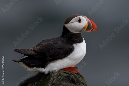 Seabird Species Atlantic Puffin (Fratercula arctica) On The Isle Of May In The Firth Of Forth Near Anstruther In Scotland photo