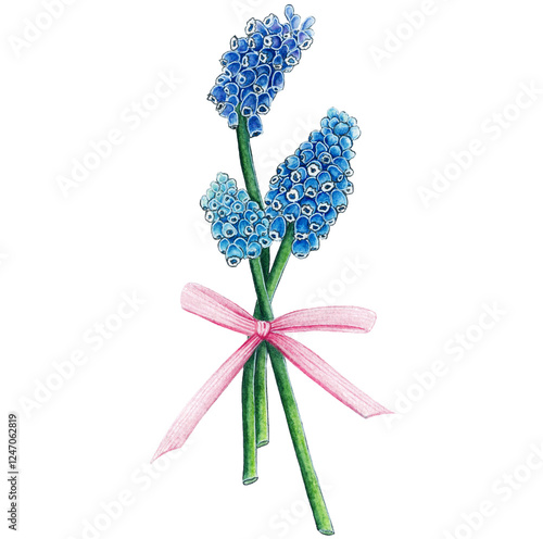 Three blue Muskari with pink bow on a white background.Bouquet of spring flowers.Idea for flora,idea for prints on the t-shirts,bags,mugs,posters photo