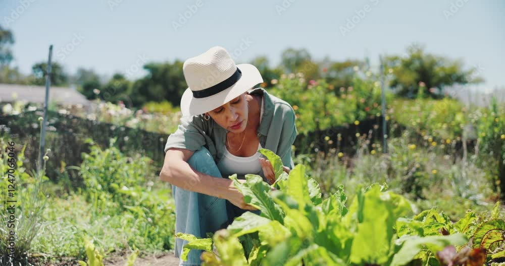 Agriculture, farming and plant disease with woman outdoor for inspection of organic crops in season. Blight, scale or viral infection on green growth in field with farmer person checking vegetation Agriculture, farming and plant disease with woman outdoor for inspection of organic crops in season. Blight, scale or viral infection on green growth in field with farmer person checking vegetation