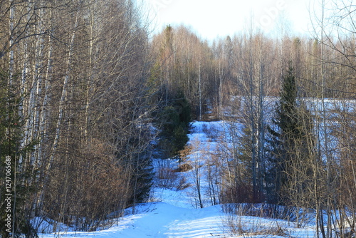 Wallpaper Mural Old road in the forest in early spring on a sunny evening Torontodigital.ca