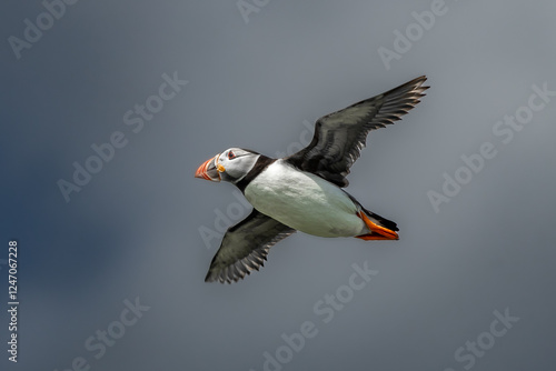 Seabird Species Atlantic Puffin (Fratercula arctica) Flies On The Isle Of May In The Firth Of Forth Near Anstruther In Scotland