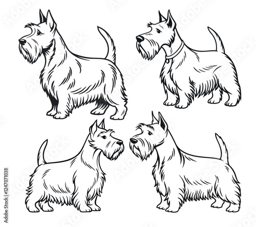 Minimalist, black-and-white line art illustration of a Scottish terrier dog