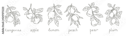 Set of fruit tree branches illustration. Simple vector line art of tangerine, apple, lemon, peach, pear and plum.