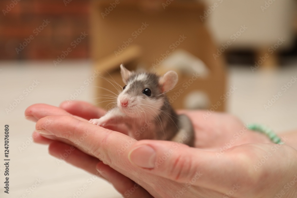 Obraz premium Woman with cute rat at home, closeup