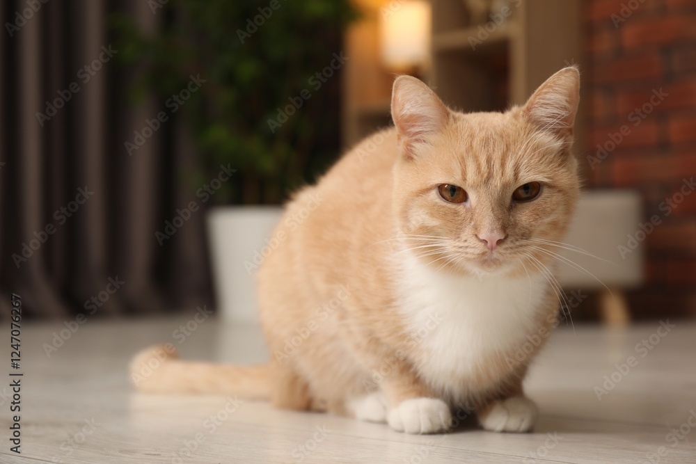 Adorable cat on floor at home, space for text Adorable cat on floor at home, space for text