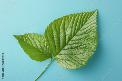 Green leaf with detailed texture placed on a light blue background captured i...