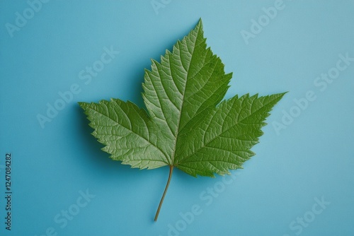 Green leaf with detailed texture placed on a light blue background captured i...