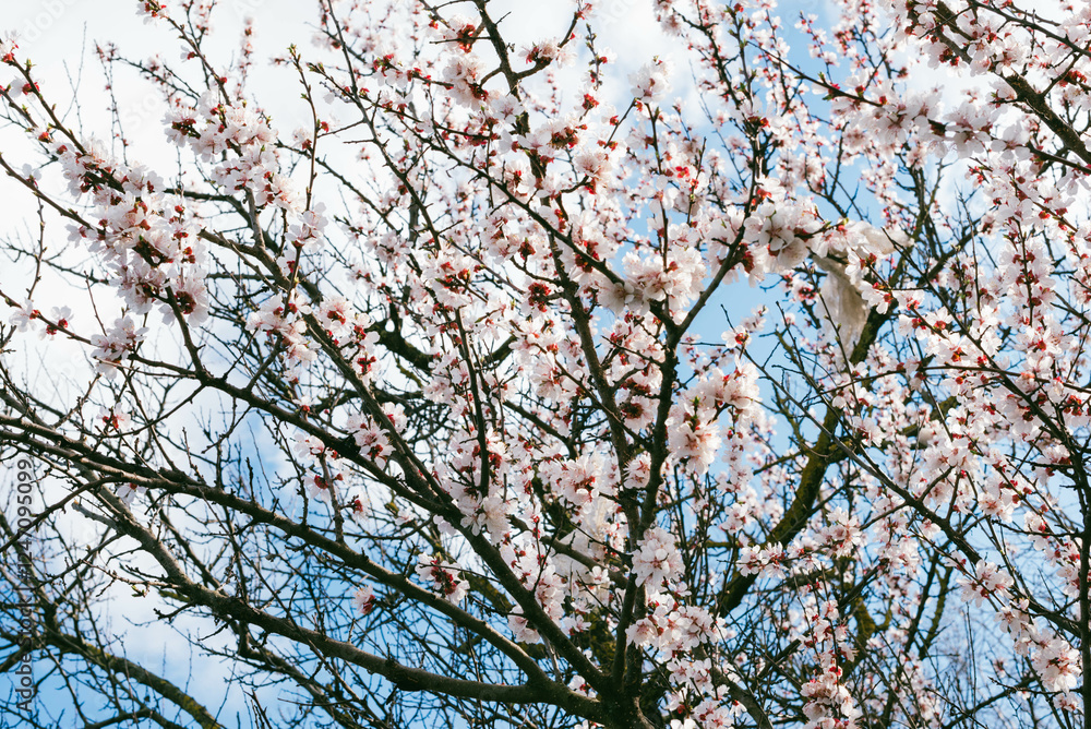 peach tree in bloom in the distance, spring, bloom, update. peach tree in bloom in the distance, spring, bloom, update.