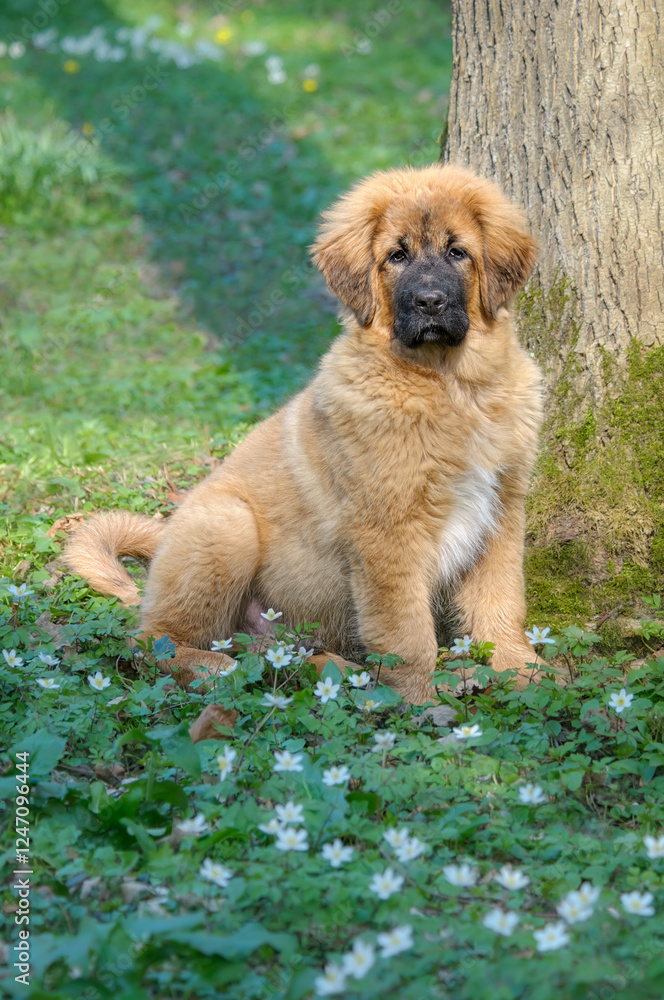 Obraz premium A cute young Tibetan Mastiff male puppy sitting in a flowering spring meadow, this large guardian dog breed is also called Do-Khyi, Germany