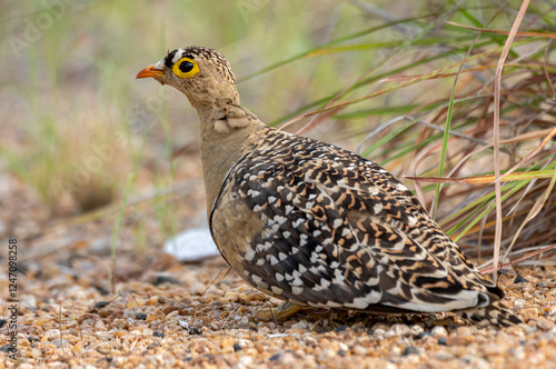 Braam Collins - Copyright