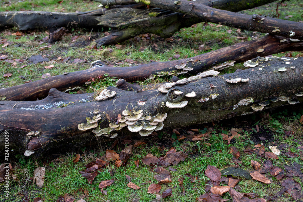 Detailed close-up of fungi growing on a decaying tree trunk Detailed close-up of fungi growing on a decaying tree trunk