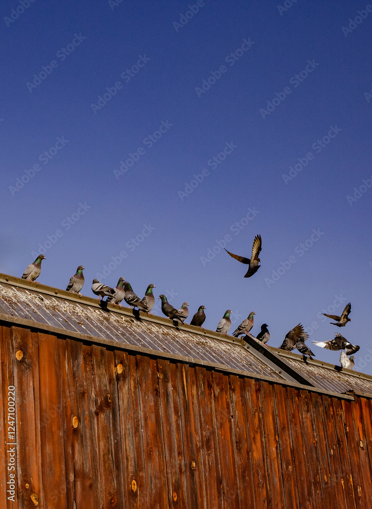 A group of pigeons sitting on a rustic wooden rooftop, with some taking flight against a clear blue sky in a peaceful urban scene A group of pigeons sitting on a rustic wooden rooftop, with some taking flight against a clear blue sky in a peaceful urban scene