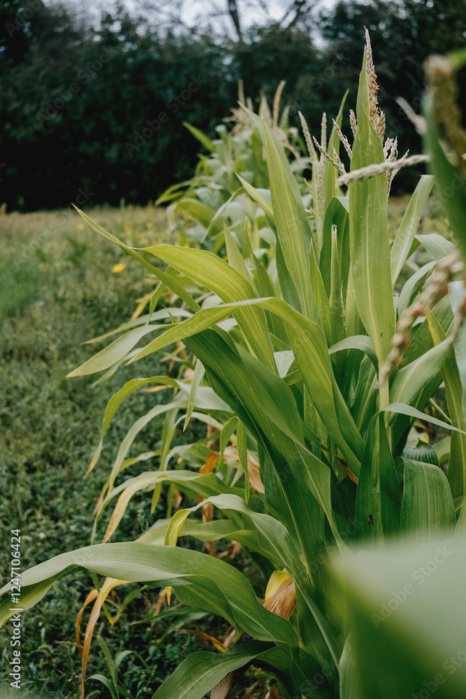 Obraz premium Corn tops on a sunny day in the field. Autumn harvest.
