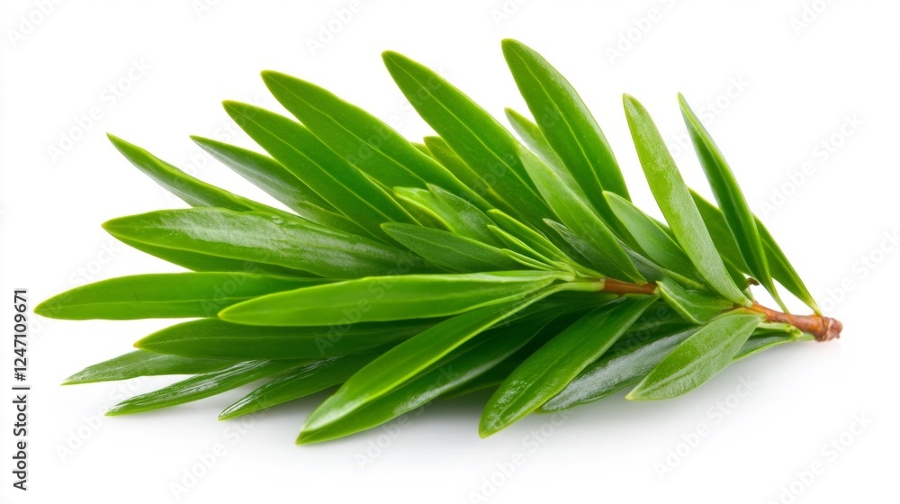 Fresh Green Laurel Leaves Isolated on White. Generative AI Fresh Green Laurel Leaves Isolated on White. Generative AI