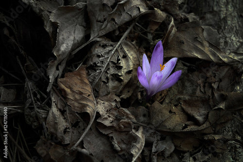 Spring crocus flower оn a dark background