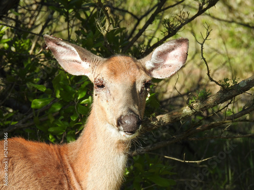 Photography Whitetail deer, doe, with a tick infestation visible on the ears and eyes of the animal