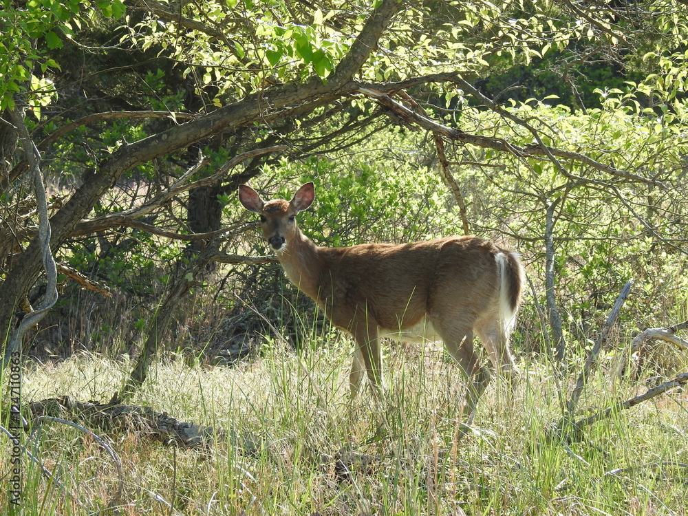A whitetail deer, doe, living within the woodland forest of the Sandy Hook, Gateway National Recreation Area, Monmouth County, New Jersey. A whitetail deer, doe, living within the woodland forest of the Sandy Hook, Gateway National Recreation Area, Monmouth County, New Jersey.