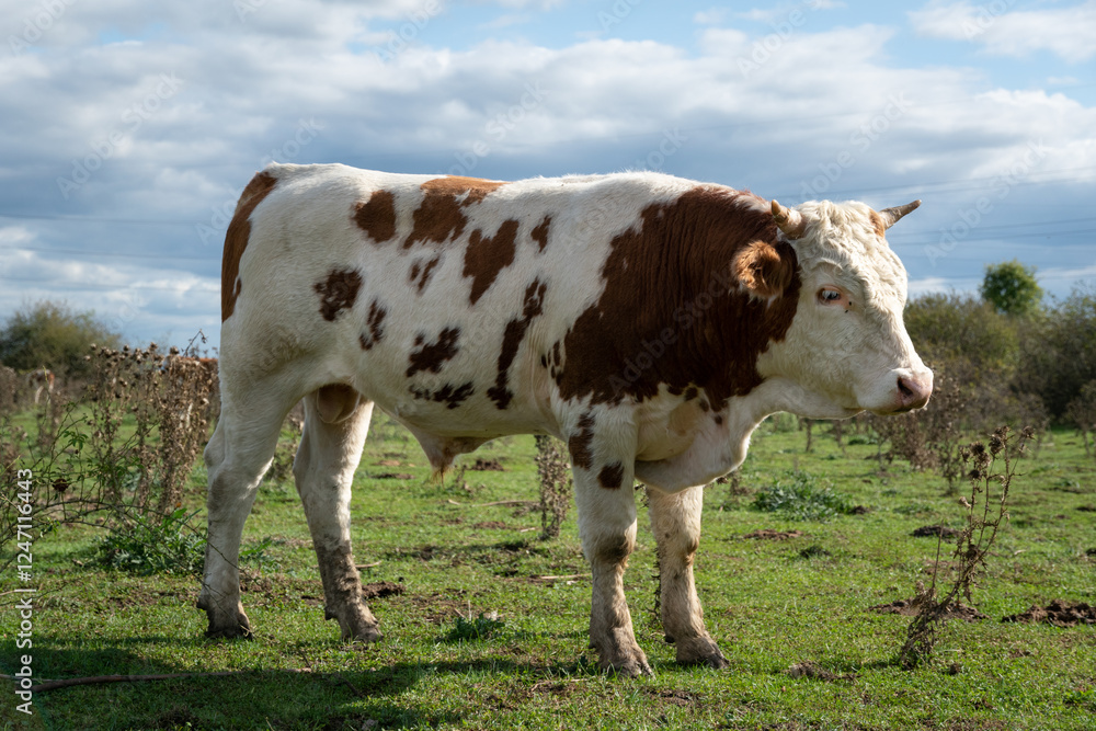Bull stands in pasture and watch to right, free range farming Bull stands in pasture and watch to right, free range farming