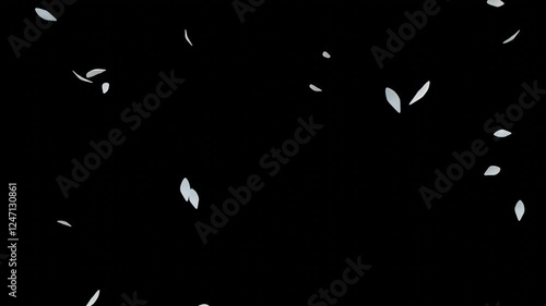 Falling Petals White – 16:9 Transparent | 白い花びらのパーティクルアニメーション　背景透過