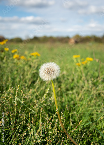 Dandelion or blow ball in field at summer closeup