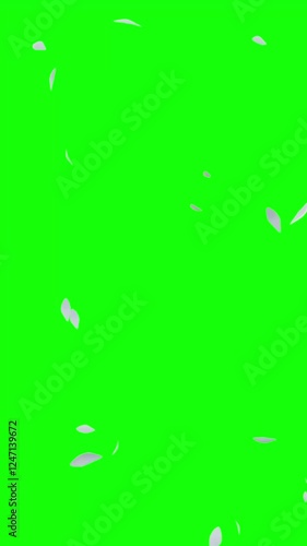 Falling Petals White – 9:16 Green Screen | 白い花びらのパーティクルアニメーション　縦動画　グリーンバック