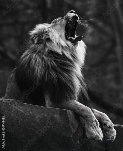 Wallpaper Mural African Lion Torontodigital.ca