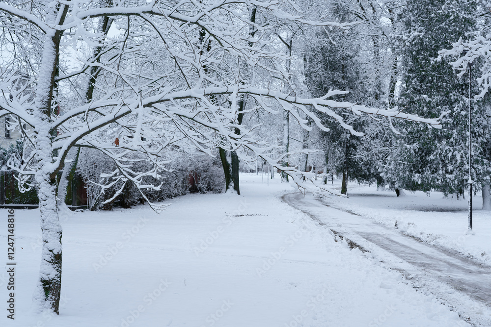 Park path on a snowy day in a snowfall Park path on a snowy day in a snowfall