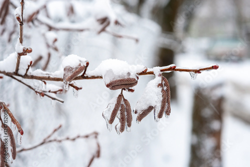 birch branches covered with ice photo