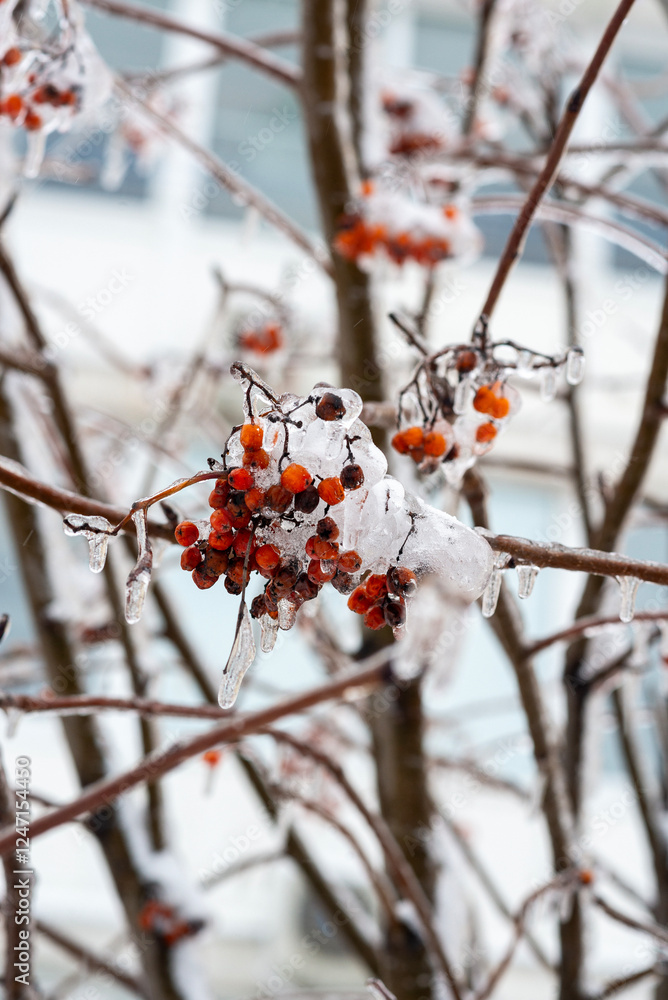 Red rowan berries covered with snow and frost in winter. Red rowan berries covered with snow and frost in winter.