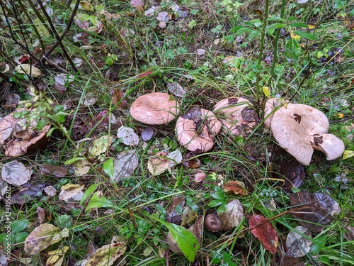 Lactarius deterrimus mushrooms after rain in autumn forest photo