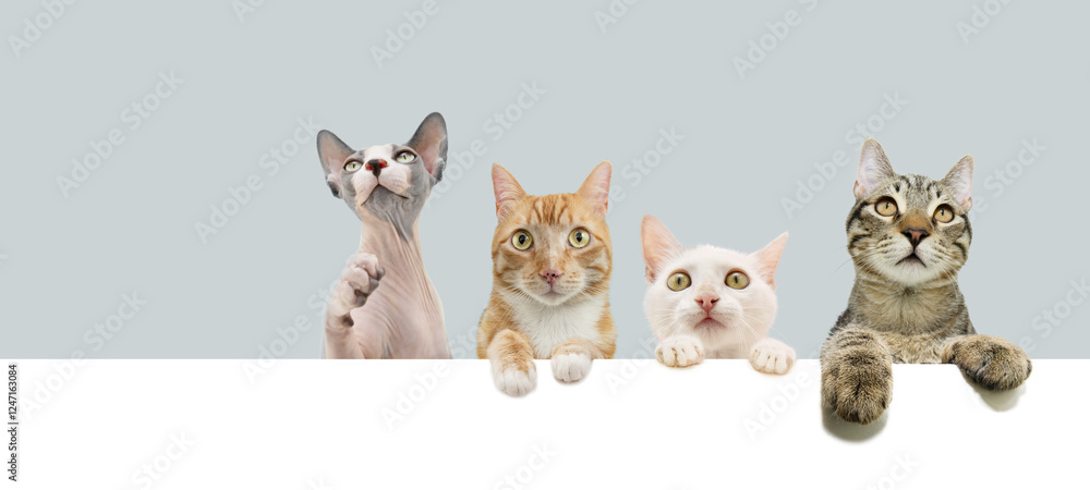 Obraz premium Banner cats. European sphynx, tabby, yellow European kitten. Four kitty peeking over a blank hanging its paws over a board. Isolated on grey and white background with copy space