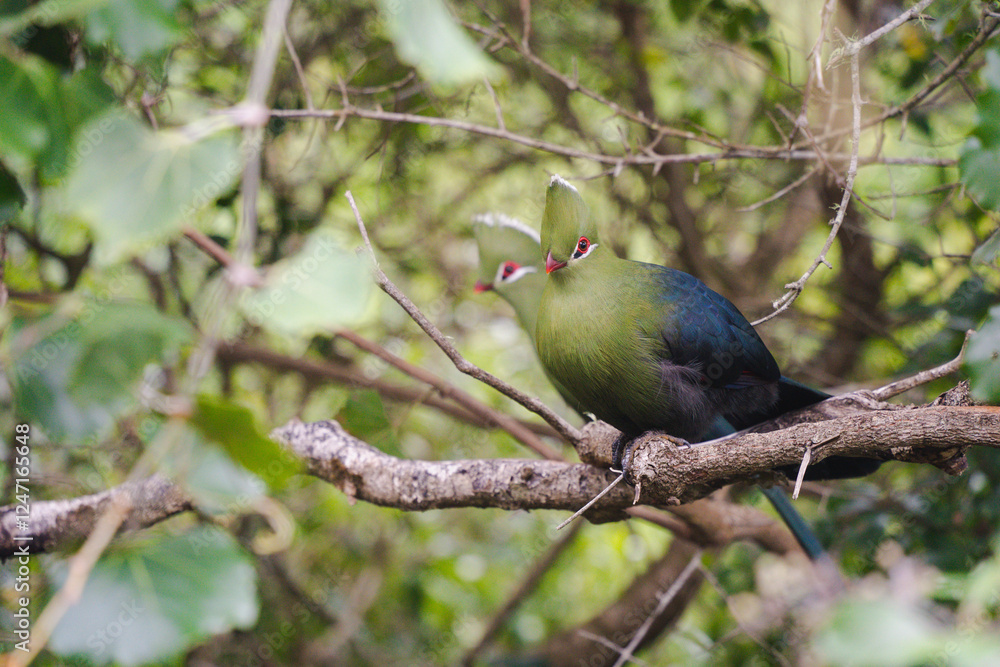 Fototapeta premium Turacos on a branch