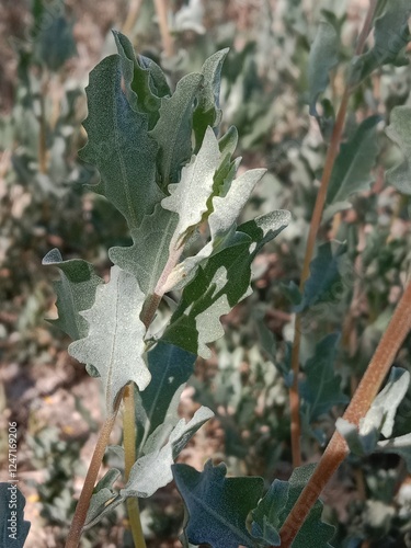 Atriplex undulata (Moq.) D. Dietr plant or wavy-leaved saltbush plant  photo