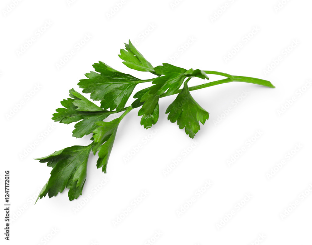 Sprig of fresh parsley isolated on white, top view Sprig of fresh parsley isolated on white, top view