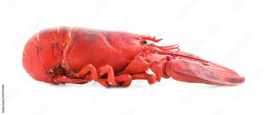 One tasty boiled lobster isolated on white One tasty boiled lobster isolated on white