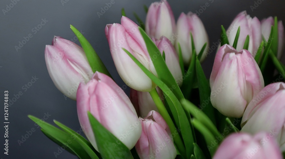 Fototapeta premium Bouquet of Pink and White Tulips on a Dark Background. A close-up shot of a bouquet of fresh pink and white tulips with green leaves against a dark grey background.