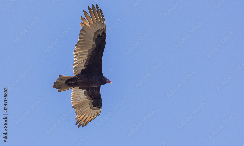 Obraz premium Turkey Vulture