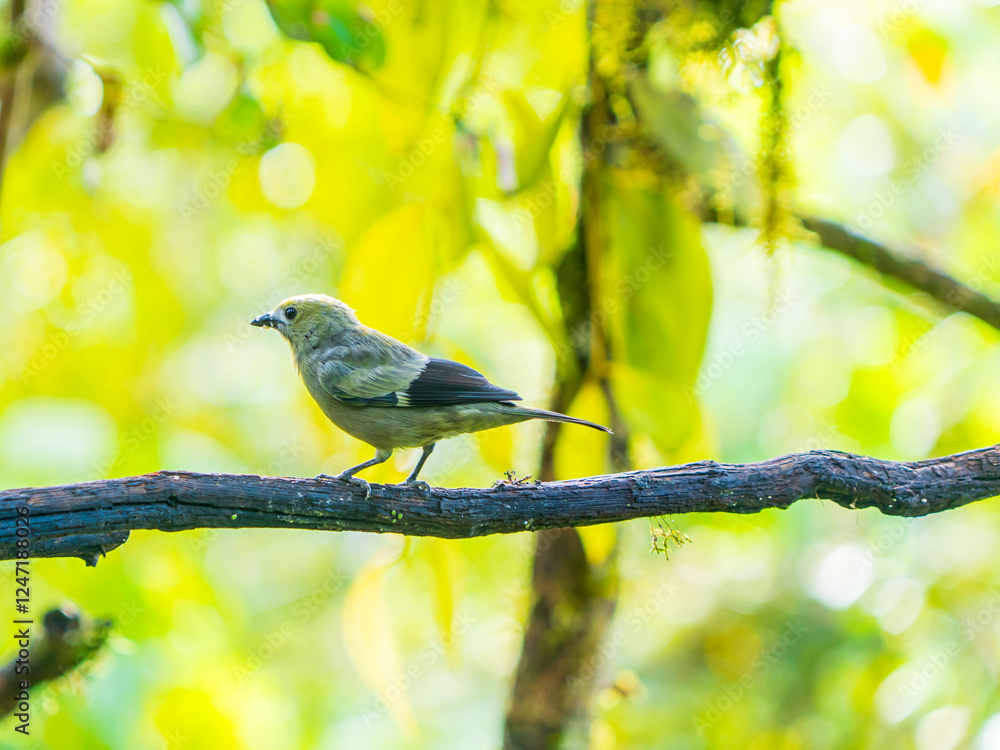 Obraz premium Colorful birds of Ecuador, bird observatory