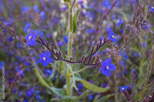 Anchusa azurea, también conocida como lengua de buey o chupamieles, es una planta herbácea perenne de la familia Boraginaceae photo