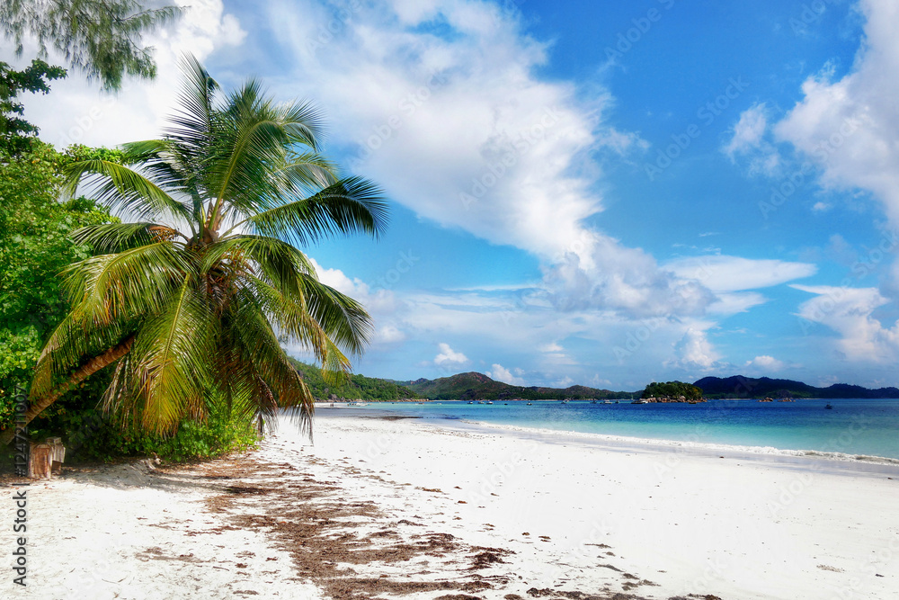 tropical paradise on exotic island, white sand beach with palm trees relaxation tropical paradise on exotic island, white sand beach with palm trees relaxation