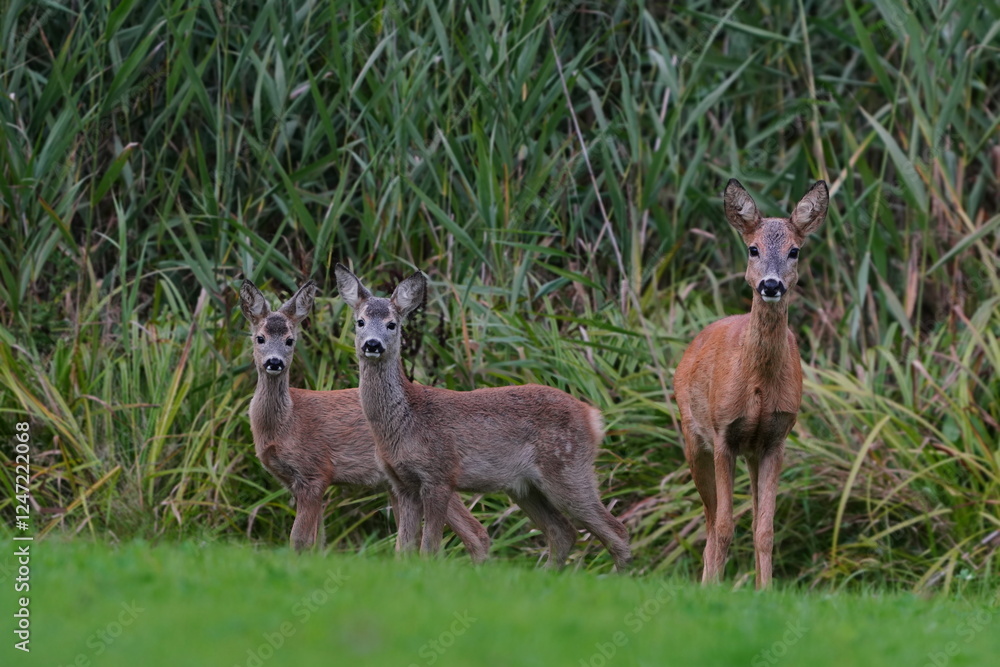 doe with two fawns standing on a meadow and looking at the camera. Capreolus capreolus. doe with two fawns standing on a meadow and looking at the camera. Capreolus capreolus.