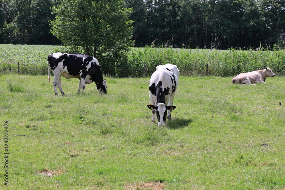 2 Kühe grasen auf einer Weide im Landkreis Oldenburg in Niedersachsen 2 Kühe grasen auf einer Weide im Landkreis Oldenburg in Niedersachsen