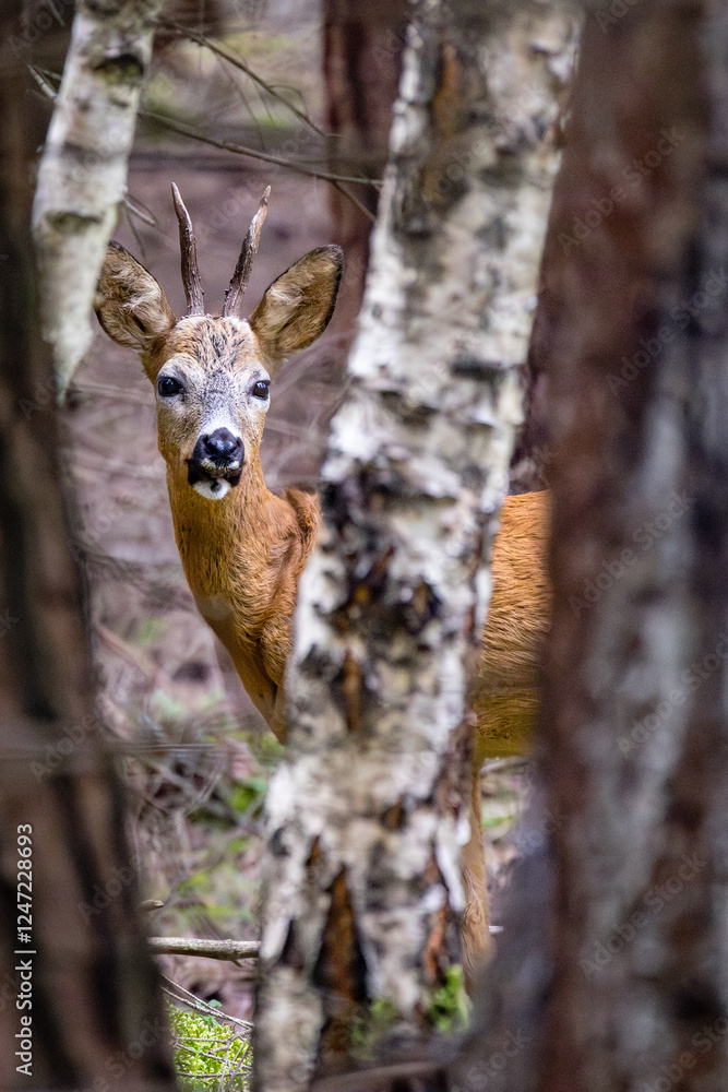 Ein Reh im Wald hinter einem Baum versteckt, schaut überrascht Ein Reh im Wald hinter einem Baum versteckt, schaut überrascht