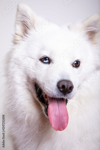 siberian husky dog