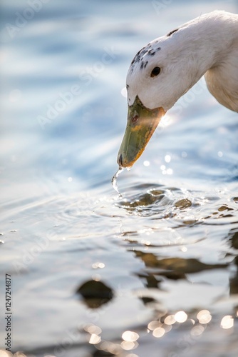 white duck in water