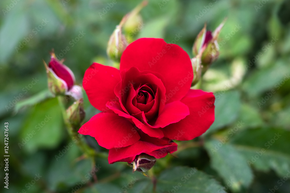 Luxurious red rose with buds in the garden Luxurious red rose with buds in the garden