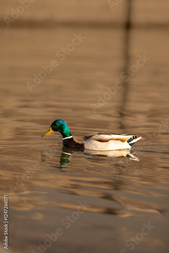 duck on the water